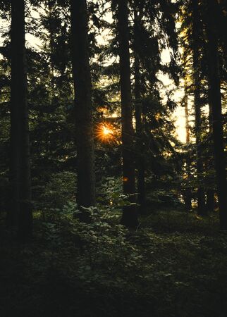 forest in summer with sun star and shadowsの写真素材