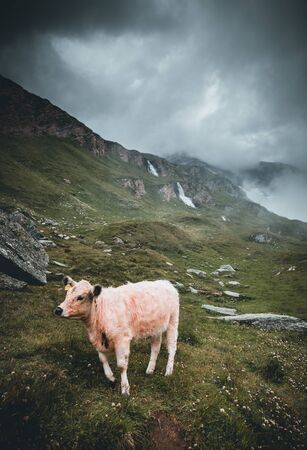 Foggy landscape in austrian Mountains. Cow is eating on the meadow with foggy background.の写真素材