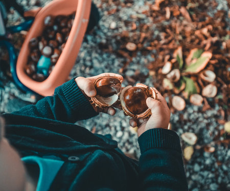 little hands with chestnuts - fall timeの写真素材