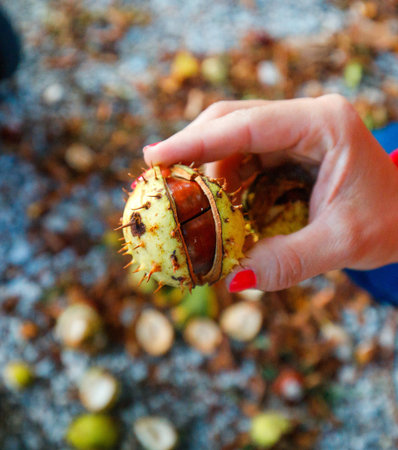 Handful of chestnuts during autumn in the nature