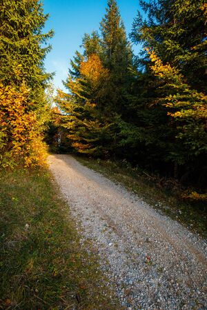Beautiful autumn lane in the forest at the hohe wand in lower austriaの写真素材