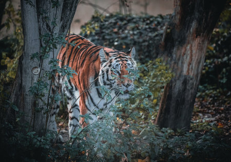 Big Tiger is standing in the forest - moody editの写真素材