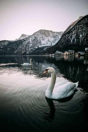 Hallstatt lake in Austria on a misty winter day with a swan in the waterの写真素材