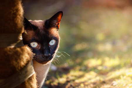 blue-eyed siamese cat in the nature on a sunny day in the garden