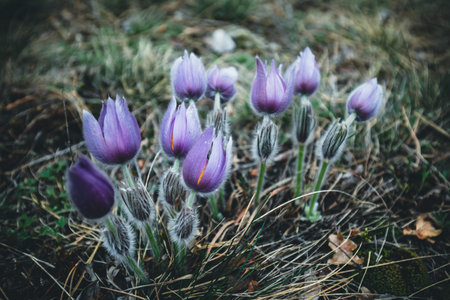 purple crocus spring flowers in the nature on a mountain peak
