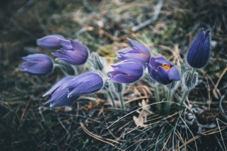 purple crocus spring flowers in the nature on a mountain peak