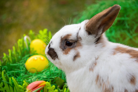 Easter bunny and Easter eggs on green grass background