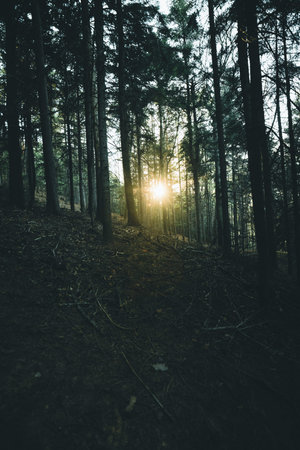 Sun beam in a green spring forest