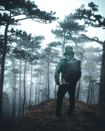 hiker standing in forest in national park, back viewの写真素材