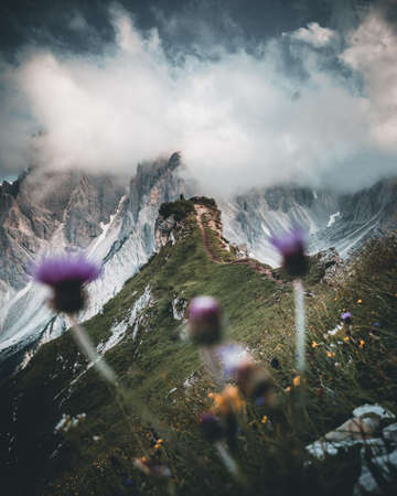 Dolomites Alps Cadini di misurina with flowers in the foregroundの写真素材