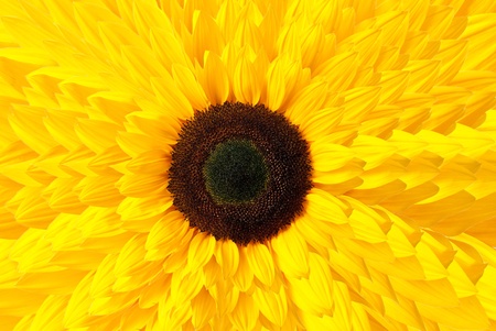 sunflower backgroundの写真素材
