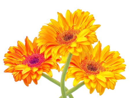 gerber flower isolated on white backgroundの写真素材
