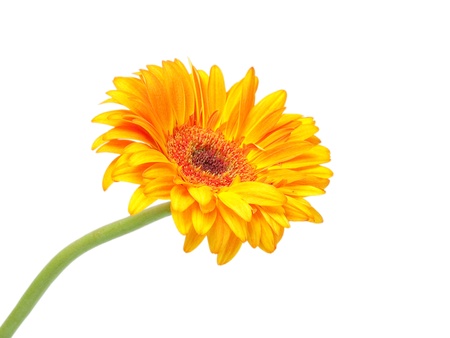 gerber flower isolated on white backgroundの写真素材