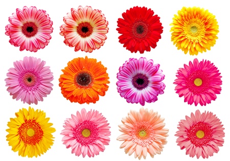 gerber flower isolated on white backgroundの写真素材