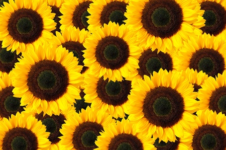 sunflower backgroundの写真素材