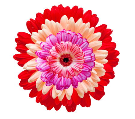 gerber flower isolated on white backgroundの写真素材