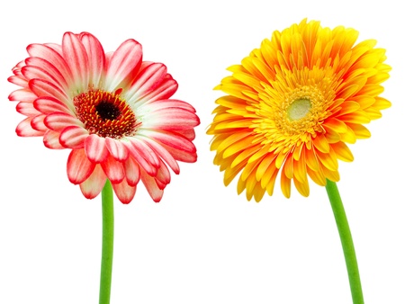 gerber flower isolated on white backgroundの写真素材