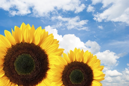 Sunflower against the blue skyの写真素材