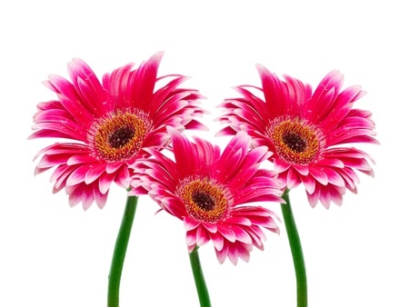 gerber flower isolated on white backgroundの写真素材