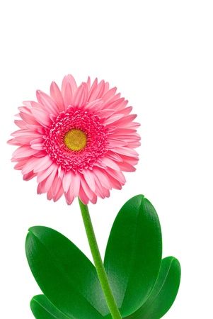 gerber flower isolated on white backgroundの写真素材