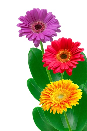 gerber flower isolated on white backgroundの写真素材