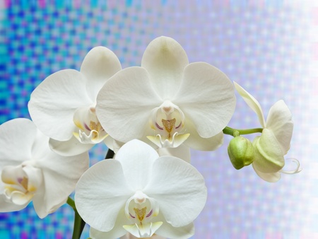 Closeup of orchid flowerの写真素材
