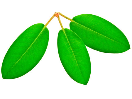 green leaf isolated on white background