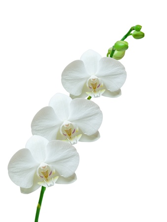 orchid isolated on white backgroundの写真素材
