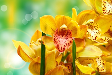 Closeup of orchid flowerの写真素材