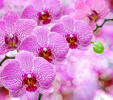Close up of orchid flowerの写真素材