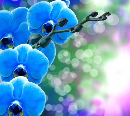 Close up of orchid flowerの写真素材