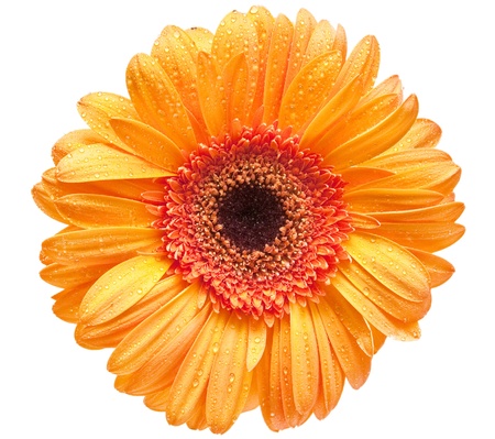 gerber flower isolated on white backgroundの写真素材