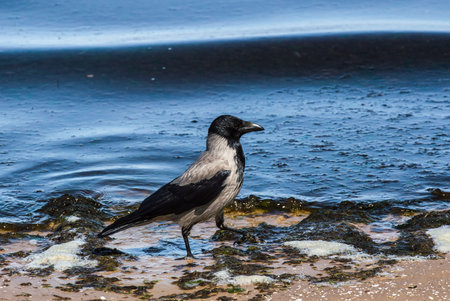 Black raven on the sea