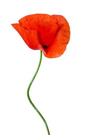 red poppy isolated on white backgroundの写真素材