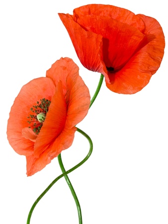 red poppy isolated on white backgroundの写真素材