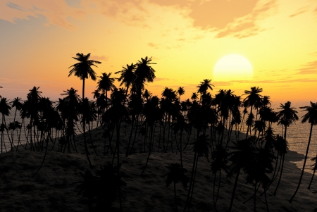 Palms on sand beach at sunsetの写真素材
