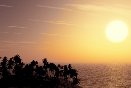 Palms on sand beach at sunsetの写真素材