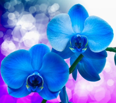 Close up of orchid flowerの写真素材