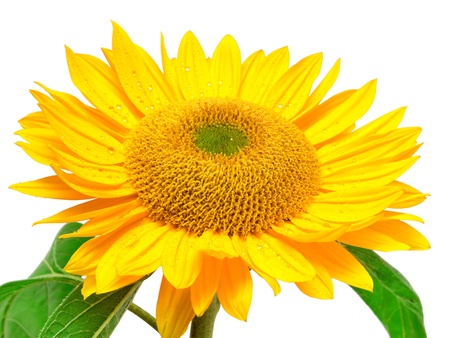 sunflower isolated on white backgroundの写真素材