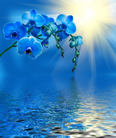 Close up of orchid flowerの写真素材