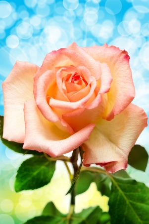 Close up of rose flowerの写真素材