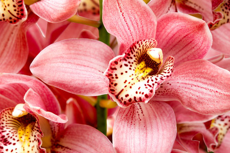 Close up of orchid flowersの写真素材