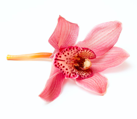 orchid isolated on white backgroundの写真素材