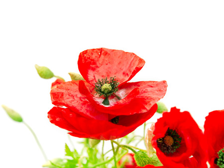 red poppy isolated on white backgroundの写真素材