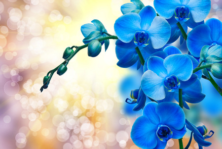 Close up of orchid flowerの写真素材