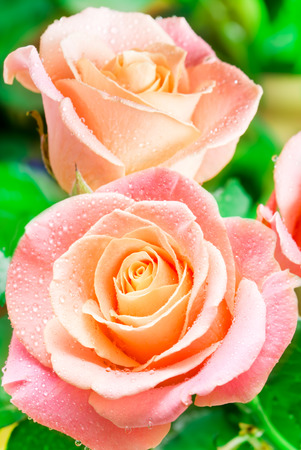 Close up of rose flowerの写真素材