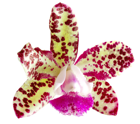orchid flower isolated on white backgroundの写真素材