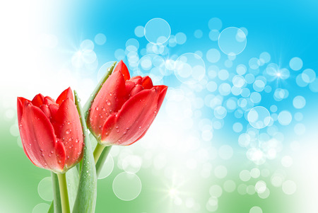 tulip flowers close upの写真素材