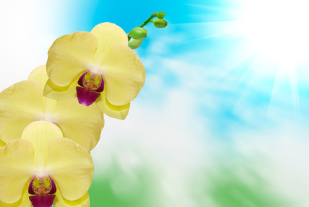 Close up of orchid flowerの写真素材