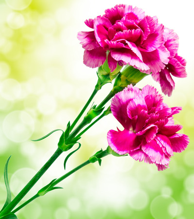 Close up of carnation flowerの写真素材